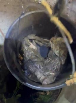 Salvare extrema  Doi pui de pisica recuperati dintr o fantana | imaginea 1