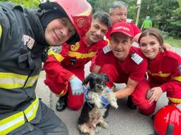 Cum a fost salvat un catel dintr o casa in flacari | imaginea 1