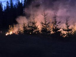Foc in munti  Hectare de padure si plantatie  cuprinse de flacari | imaginea 1