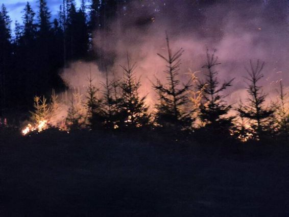 Foc in munti  Hectare de padure si plantatie  cuprinse de flacari | imaginea 1