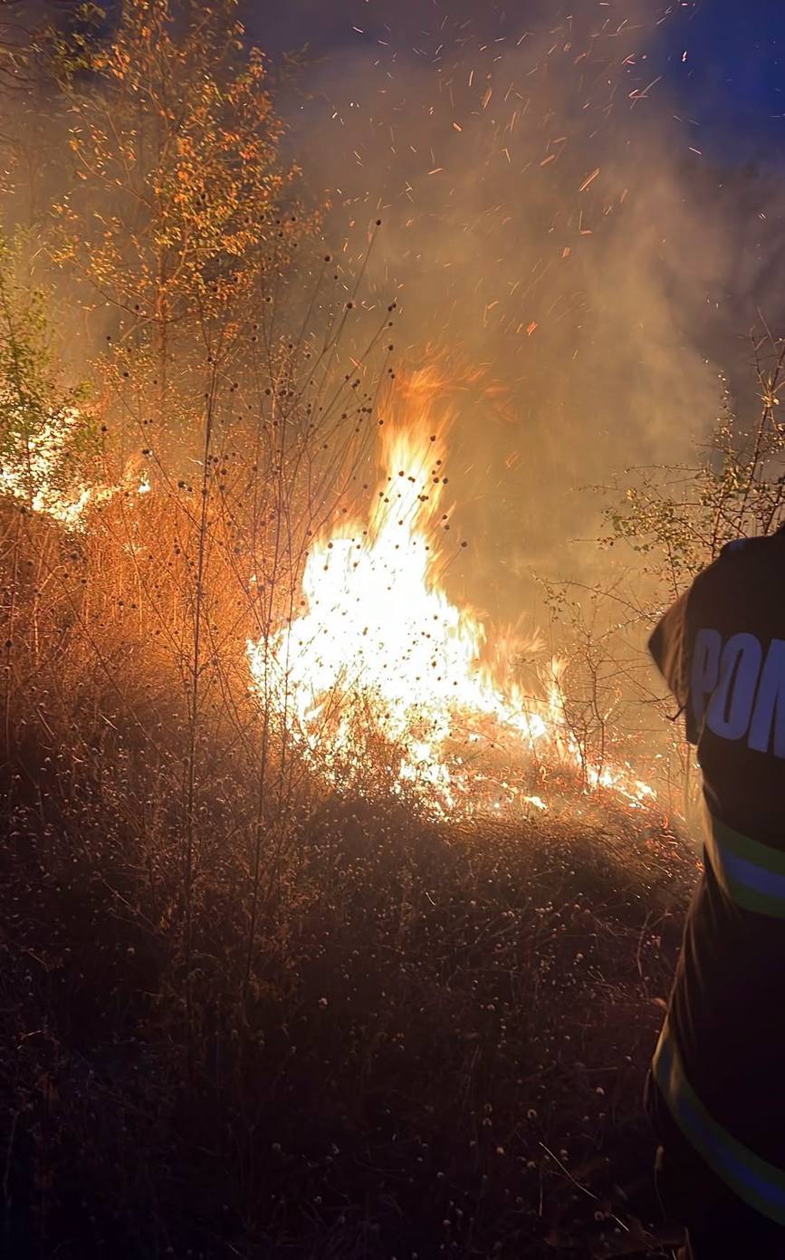 Incendiu de padure  Vegetatie uscata si arbori  in flacari | imaginea 1