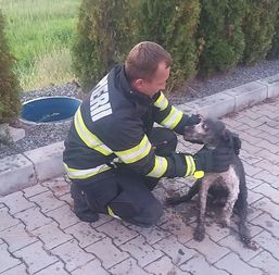 Misiune cu final fericit pentru un catel aflat in pericol | imaginea 1