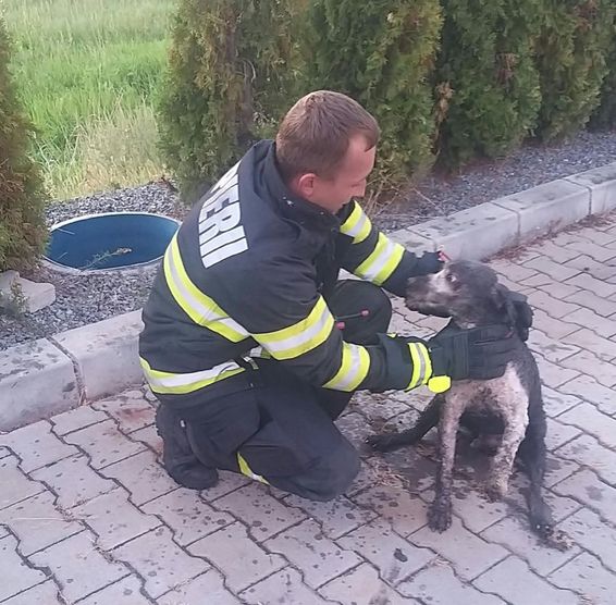 Misiune cu final fericit pentru un catel aflat in pericol | imaginea 1