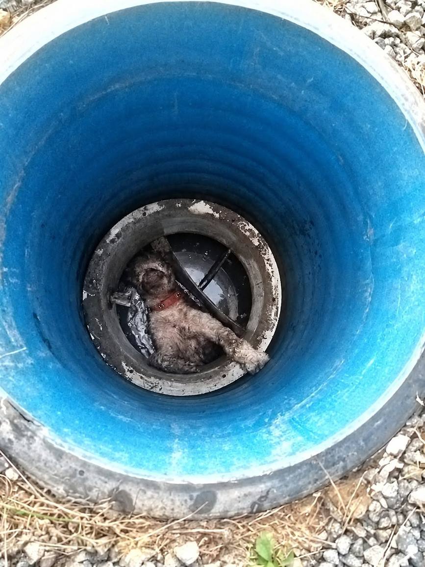 Misiune cu final fericit pentru un catel aflat in pericol | imaginea 2