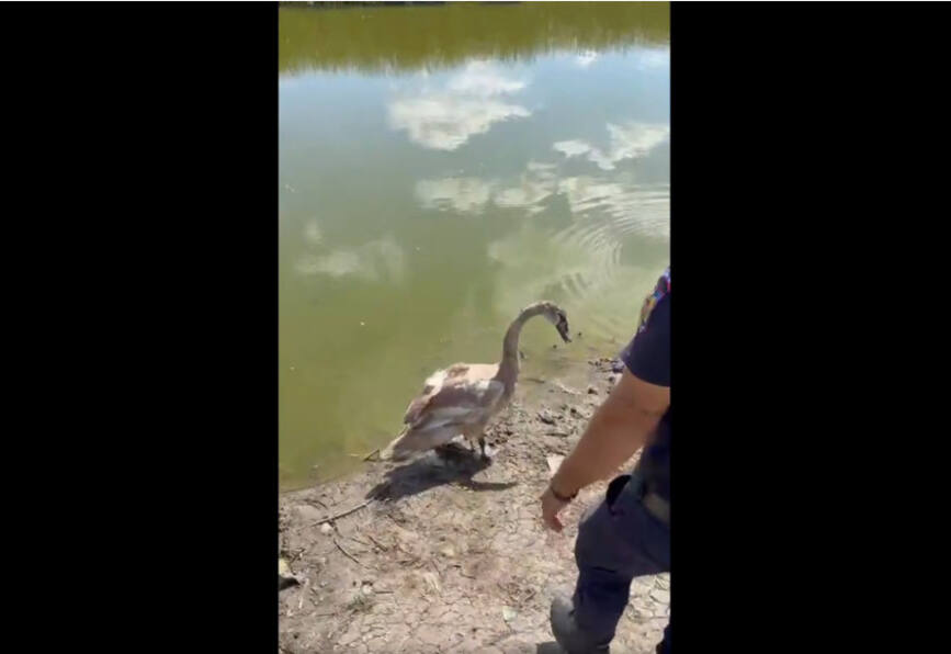 Momentul in care pompierii salveaza o lebada captiva pe lac | imaginea 1