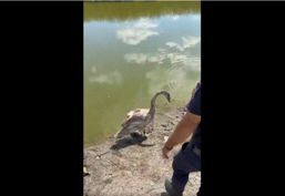 Momentul in care pompierii salveaza o lebada captiva pe lac | imaginea 1