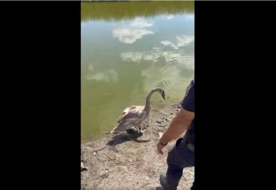Momentul in care pompierii salveaza o lebada captiva pe lac | imaginea 1