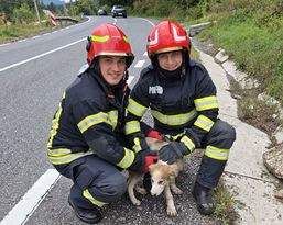Pompierii din Predeal au salvat un catelus chiar de Ziua Pompierilor | imaginea 1