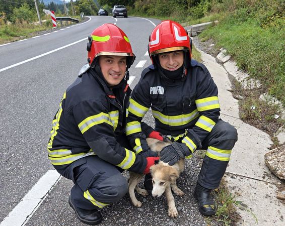 Pompierii din Predeal au salvat un catelus chiar de Ziua Pompierilor | imaginea 1
