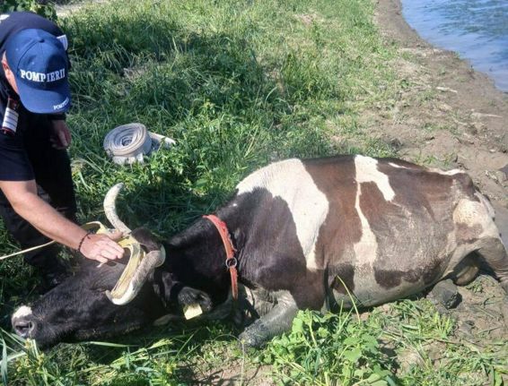 Salvata la limita  O vaca a fost scoasa nevatamata din namol | imaginea 1