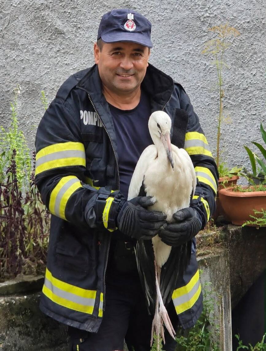 Speranta la inaltime  Pui de barza salvat de pompieri | imaginea 1