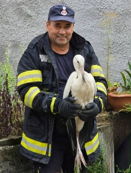 Speranta la inaltime  Pui de barza salvat de pompieri | imaginea 1