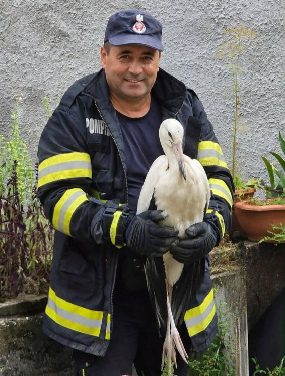 Speranta la inaltime  Pui de barza salvat de pompieri | imaginea 1
