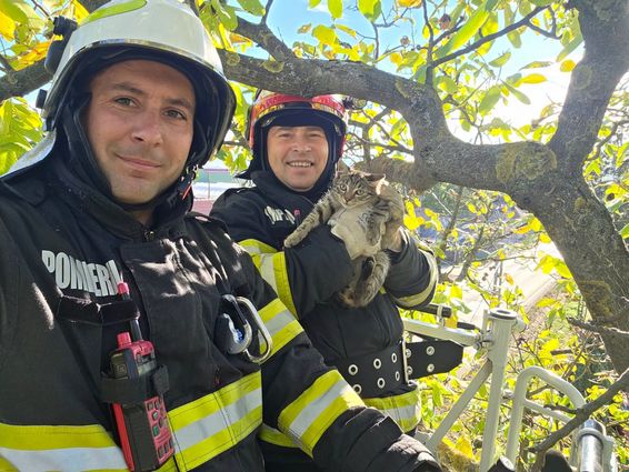 Aventuri la inaltime  Cum a reusit o pisica sa opreasca traficul auto | imaginea 1