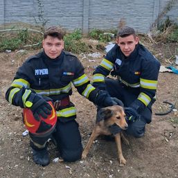 Doua animale salvate in aceeasi zi | imaginea 1
