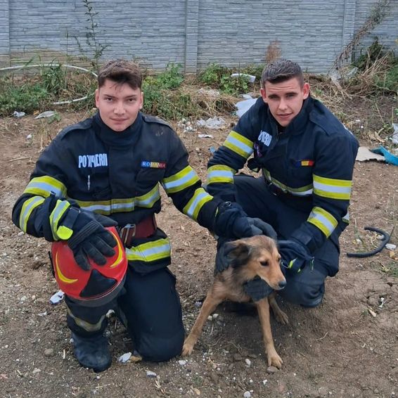 Doua animale salvate in aceeasi zi | imaginea 1