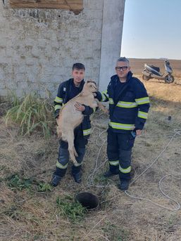Misiune de suflet  Pompierii au salvat o capra blocata intr o teava | imaginea 1