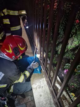 Un caine blocat intr un gard de fier  salvat la miezul noptii | imaginea 1