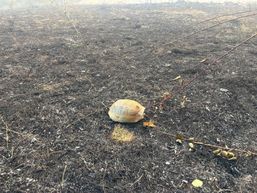Versanti in flacari  locuinte in pericol si interventii contracronometru | imaginea 1