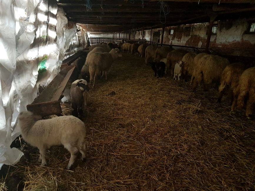 Misiuni de recunoastere si informare la 121 stane de oi din judetul Timis | imaginea 1