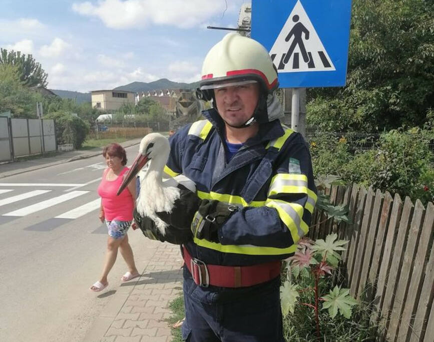 Voluntarii SVSU Bistrita au salvat o barza cazuta din cuib | imaginea 1