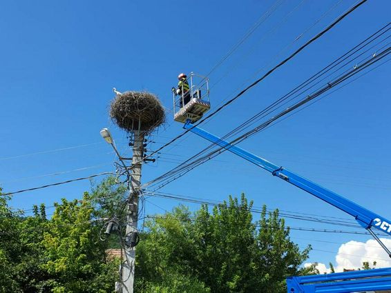 Voluntarii SVSU Bistrita au salvat un pui de barza cazut din cuib | imaginea 1