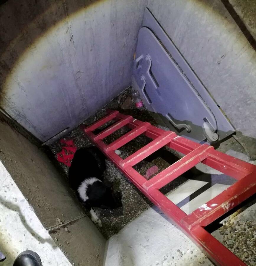 Voluntarii SVSU Bistrita au salvat un catel cazut intr un canal | imaginea 1