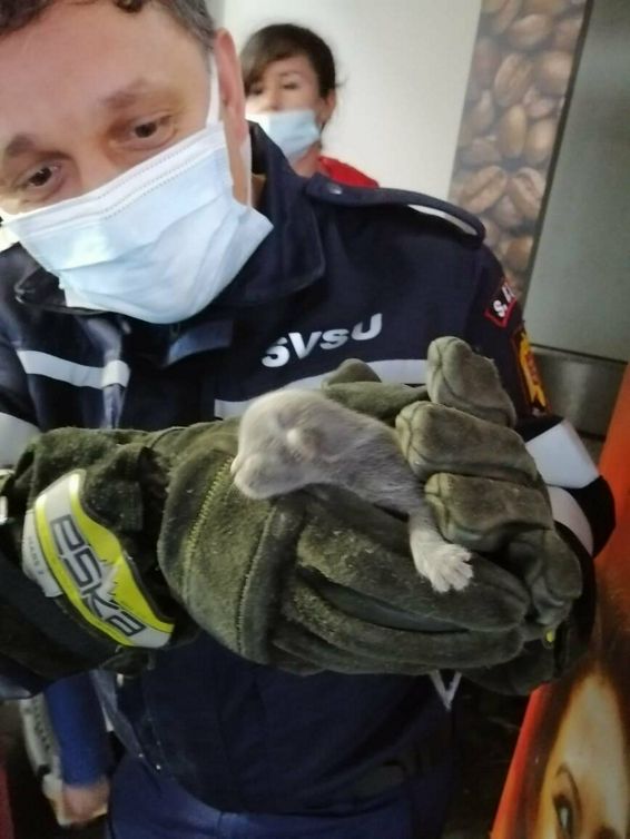 Voluntarii SVSU Bistrita au salvat o pisica si pe cei 5 pui ai sai | imaginea 1