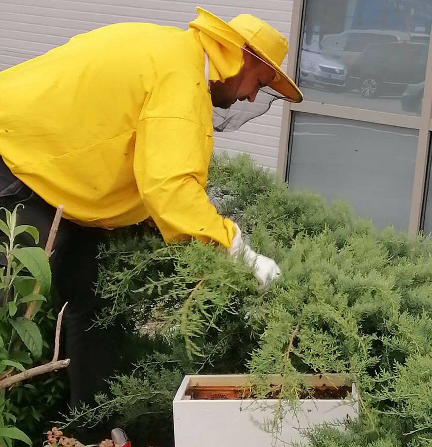 Voluntarii SVSU Bistrita au intervenit pentru indepartarea unor roiuri de albine | imaginea 1