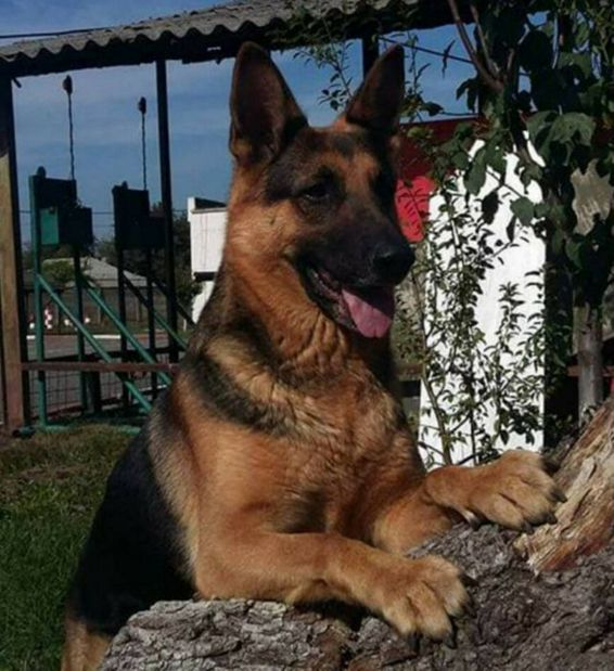 In memoriam Maya cainele de serviciu al pompierilor calaraseni | imaginea 1